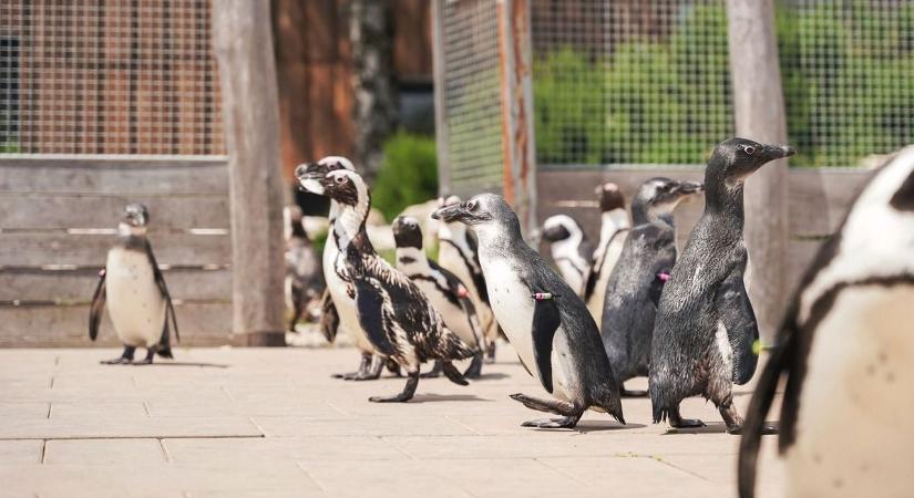 Frakkos kíváncsiskodók