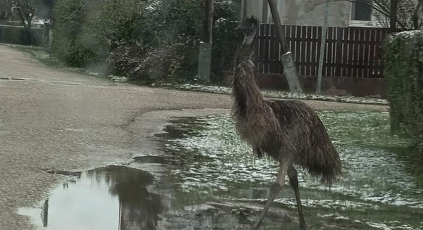 Emuk kóborolnak a hajdú-bihari város utcáin – fotókkal