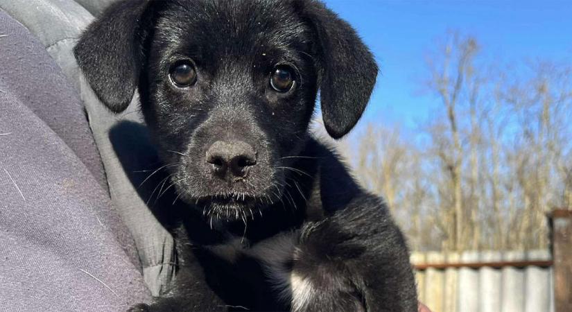 Sokat segíthet egy szavazat a debreceni állatvédőknek