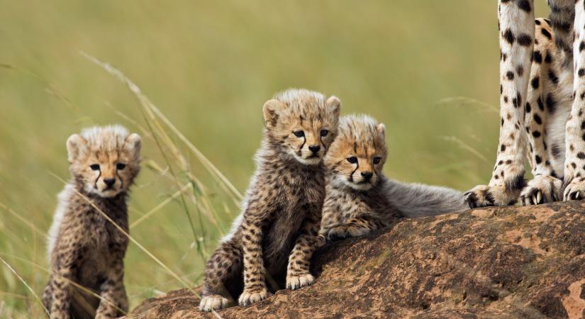 Mely macskaféle kicsinyeit látod a képen? – Kvíz