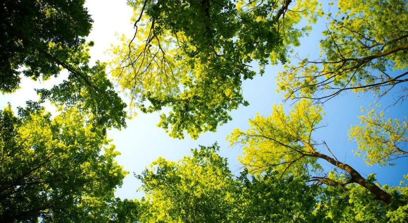 EUDR: adminisztrációcsökkentés a láthatáron