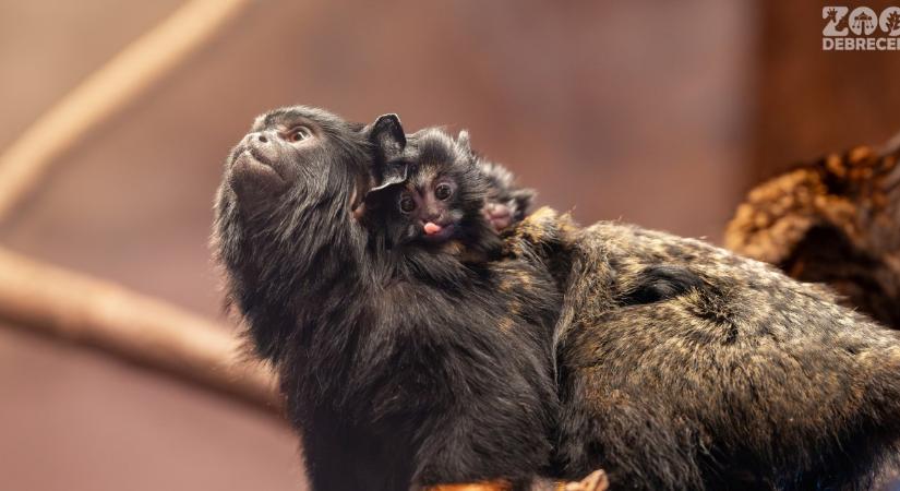 Aranykezű tamarinok születtek a debreceni állatkertben