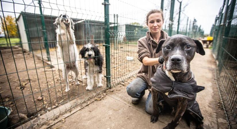 A macskák már tudják: kemény tél jön