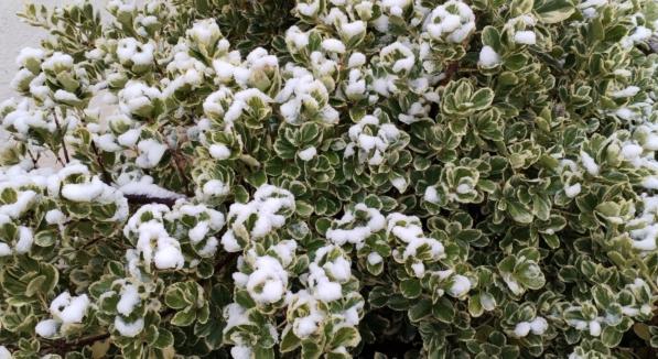 Az első hóban arcot kell mosni