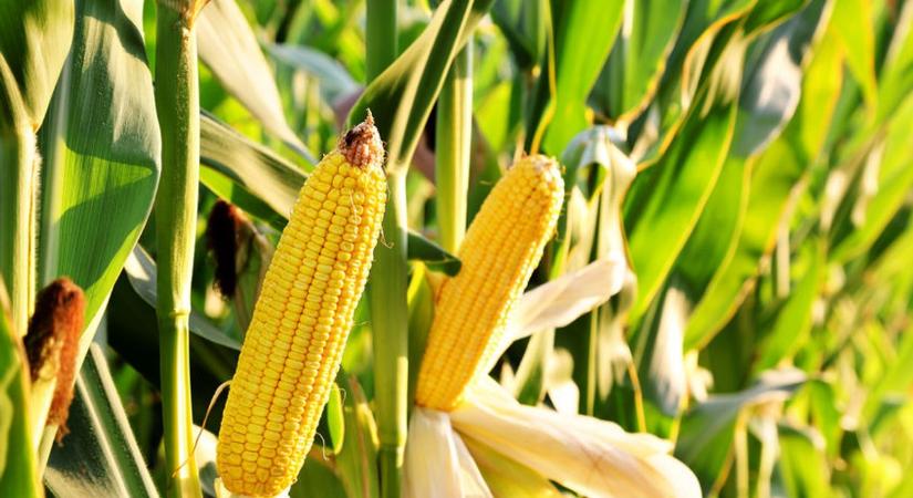 A kukorica hozta a fekete levest a földeken