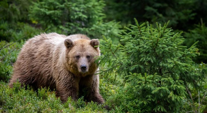 Új részletek érkeztek a súlyos medvetámadásról, amiben diákok és egy tanár is megsérült