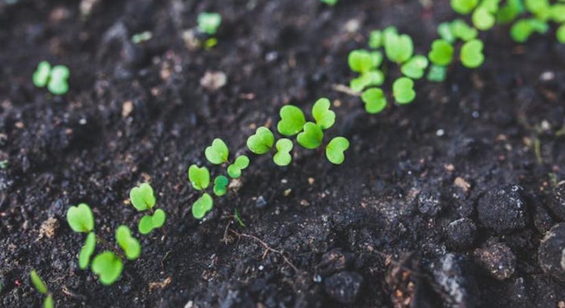 Talaj pH mérés házilag – megbízható módszerek és buktatók