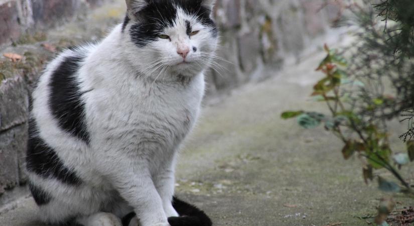 Mit tehetünk a hosszú és boldog macskaévekért?