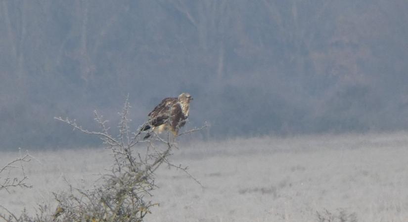 Megjelentek az első gatyás ölyvek a Kis-Sárréten