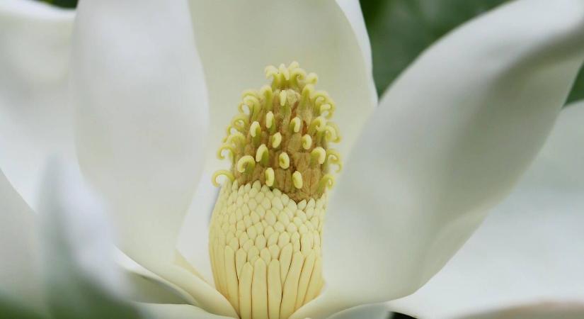 Kertészkedjen hollywoodi stílusban: a növény, amitől a szomszéd irigykedni fog!