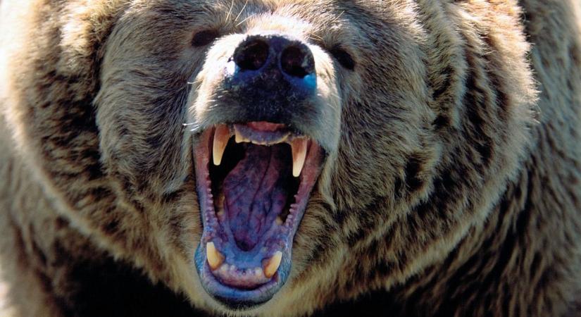 Medvéktől és farkasoktól rettegnek a görögök