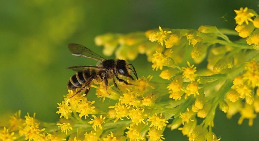 Veszélyeztetetté váltak a vadméhek az EU-ban