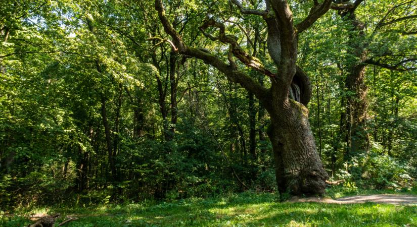Ez elképesztő: hamarosan minden magyar várost ellephetnek az erdők?
