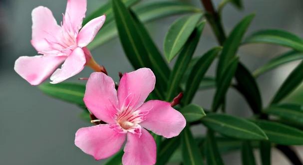 Visit Hungary: csaknem 80 elismerést adtak át a Virágos Magyarország díjátadóján