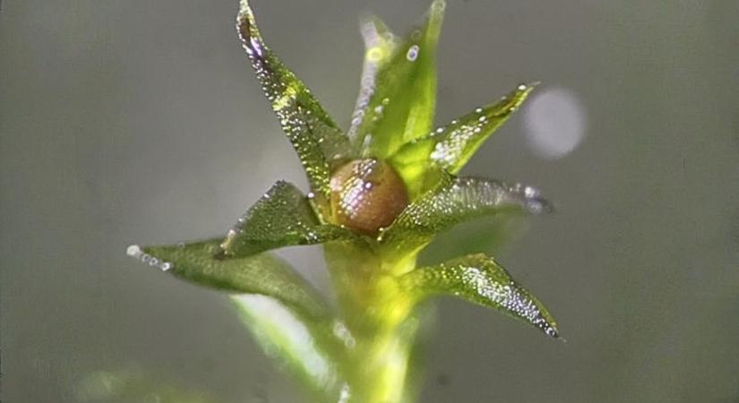 Ez a moha 9 hónapot élt túl sértetlenül a világűr vákuumában