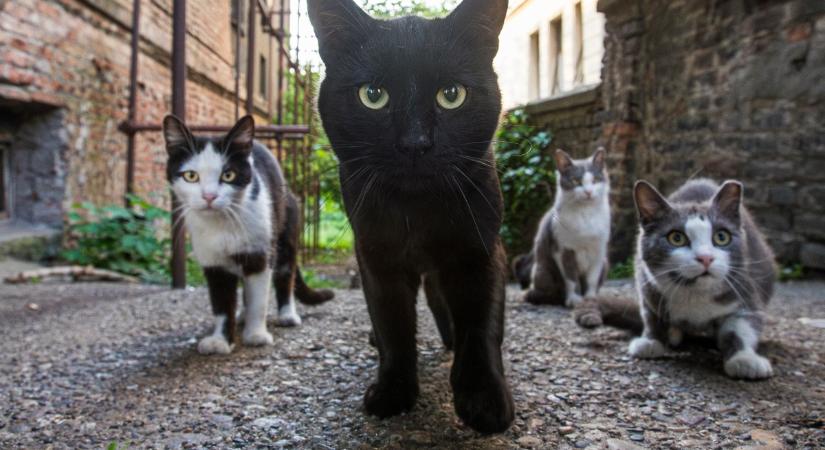 Több száz kóbor macska miatt állhatott le egy kínai bitcoinbánya