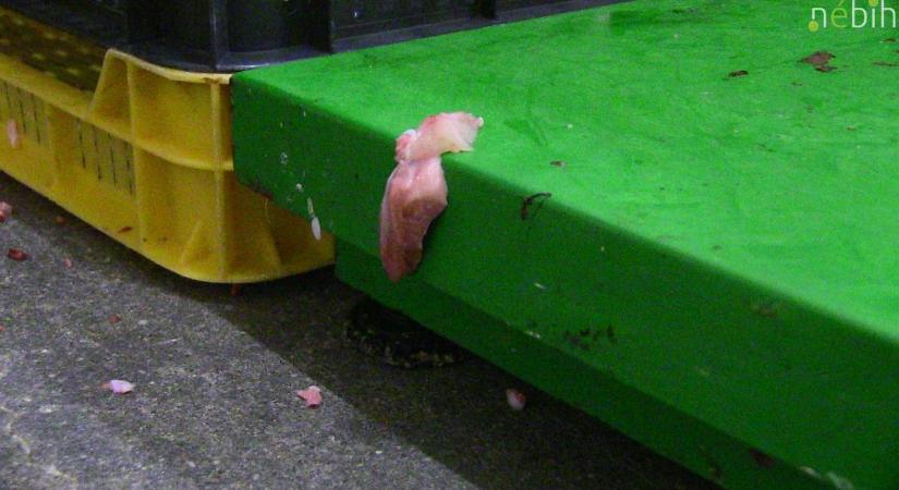 Rágcsálóürüléket, cigicsikkeket, rovartetemeket találtak a gyroshús mellett ( galéria, videó)