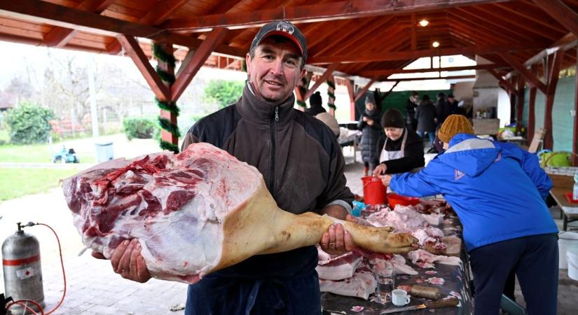 Pálinkázással indult a disznóvágás, Dunakilitin egy 240 kilós állatot dolgoztak fel – galéria