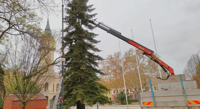 Kivágták, majd felállították Vásárhely idei karácsonyfáját