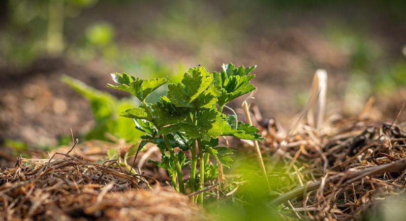 A „nagy takaróvita” – mennyit és meddig takarj?
