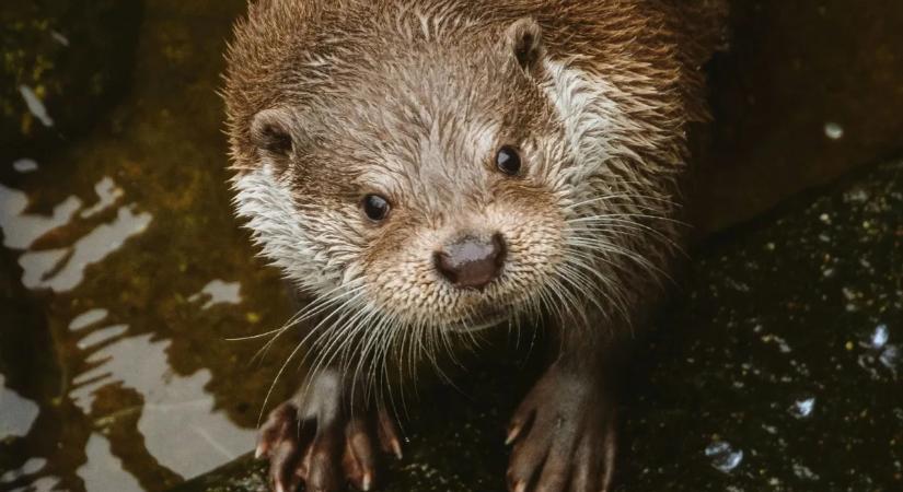 Furcsa állati páros a városban – együtt kóborolt a róka és a vidra