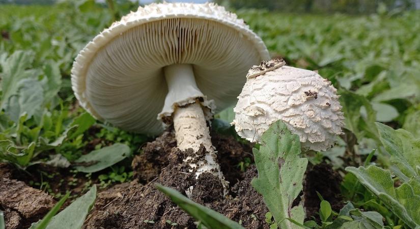 A novemberi eső előcsalogatta az őzlábgalócákat a Maros-ártérben