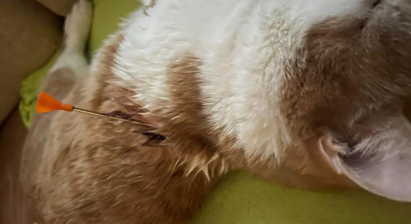 Döbbenetes állatkínzás Szolnokon: nyíllal a hátában találták az ajtó előtt a család kedvencét – sokkoló képek!