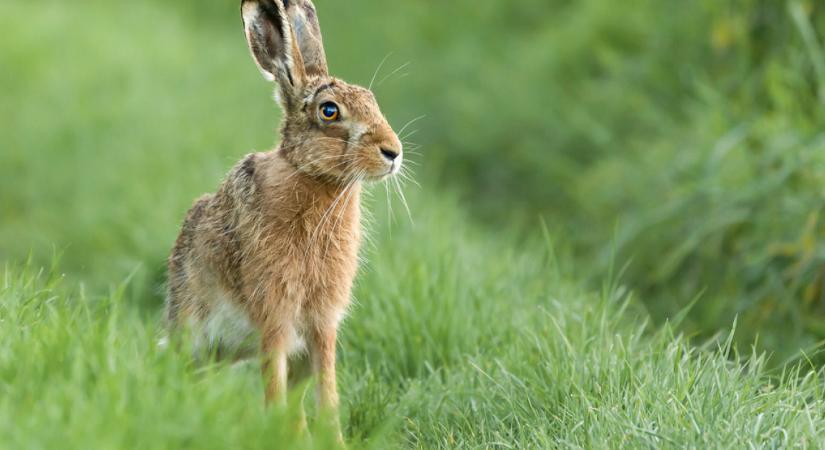 Vigyázat! Új betegséget diagnosztizáltak Magyarországon
