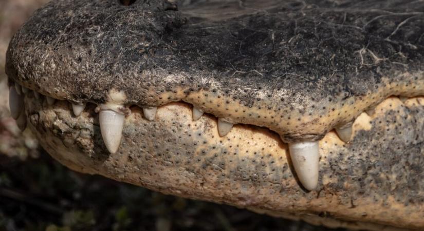 A gyászoló anya aligátort talált fia hálószobájában (videó)