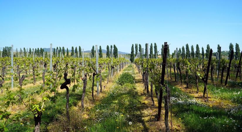 Természetes módszerek segíthetnek a szőlőkabóca elleni védekezésben