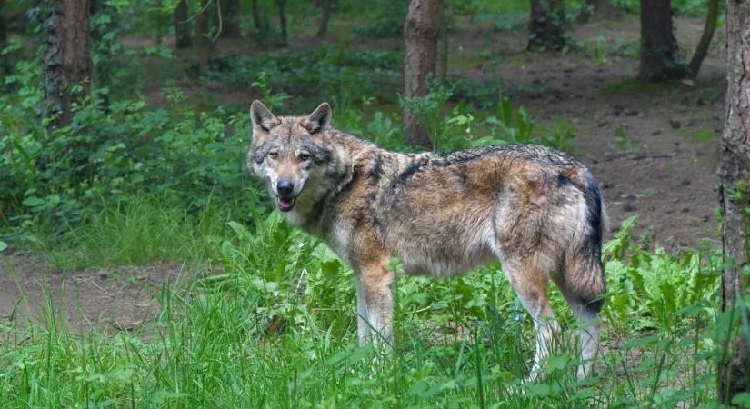 Kézzel fogható veszély: farkasok kóborolnak Borsod erdeiben