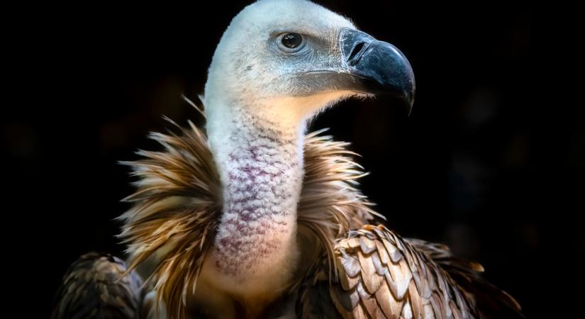 70 év után térhetnek vissza a fakó keselyűk Erdélybe