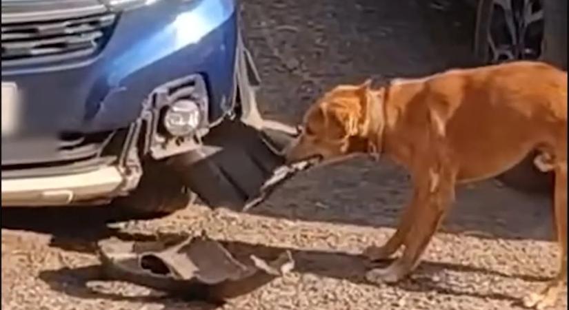 Kóborkutya vs. Suzuki: ezért nem éri meg egy új autóval az utcán parkolni?