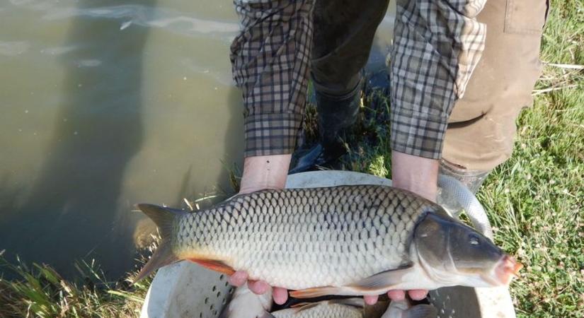 Bajszos szépségekkel gazdagították a kedvelt baranyai horgászvizet