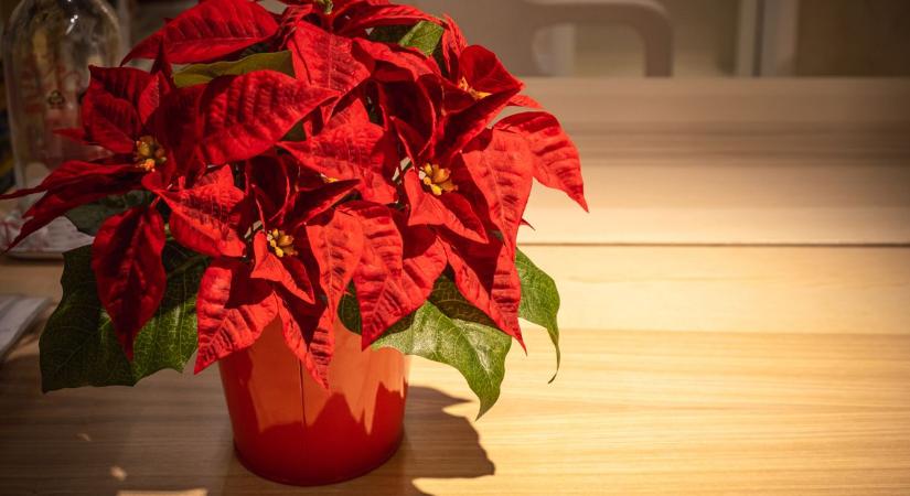 Mutatjuk, hogyan élhet sokáig a tél kedvenc növénye