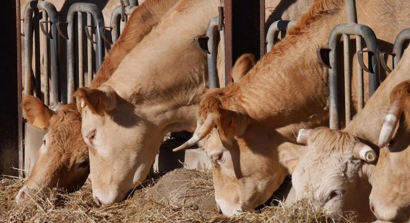 Több mint ötven napja vesztegel egy szarvasmarhákat szállító hajó a tengeren
