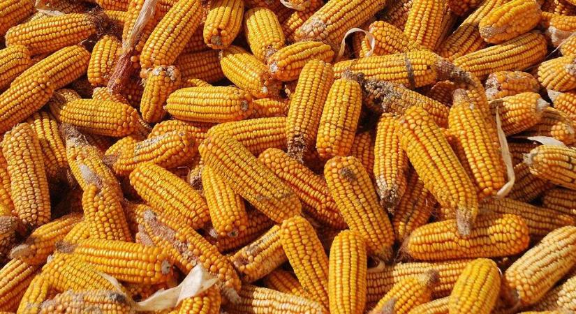 Borzasztó tárolási veszteséget szenvednek el évről évre, a gabona közel 40 százaléka megy pocsékba