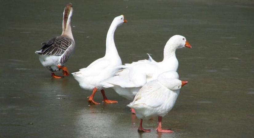 Itt a férjjóslás ideje, most kiderül: szerelmet hoz a katalinág, vagy elszökik a szerető?