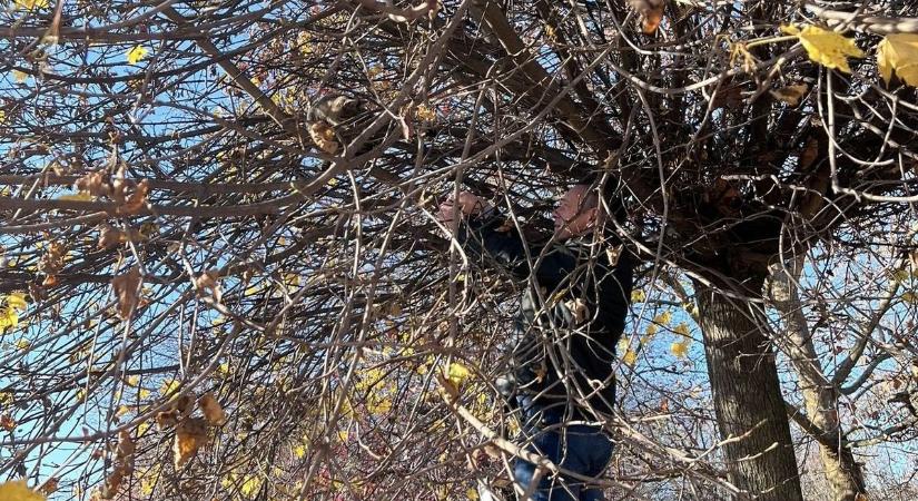 Somfára szorult cirmost mentett a szegvári polgármester, ilyen kalandja rég nem volt!