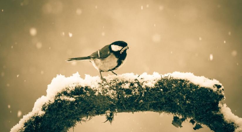 Időjárás: Jön az utánpótlás  VIDEÓ