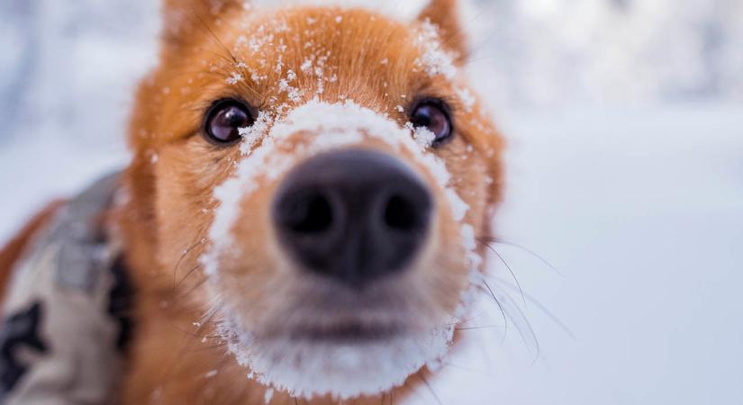 Fehérbe öltözött Magyarország, több vármegyét is beterít a havazás – fotók
