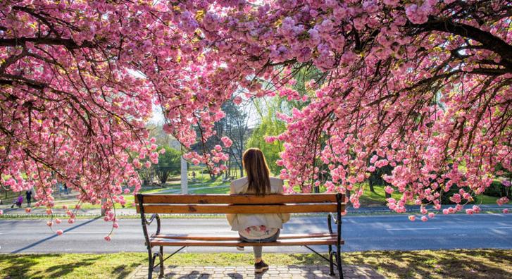 Rekordszámú elismeréssel ünnepelték a Virágos Magyarország 2025-ös legjobbjait