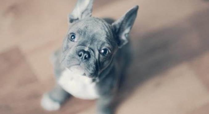 Az ADHD-szerű viselkedés a kutyáknál is létezik - érdekes kísérletet végeztek az ELTE kutatói