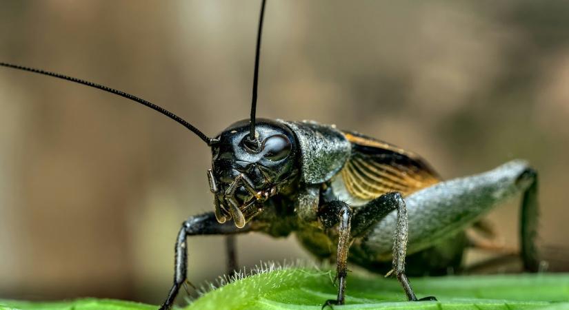 Gigantikusra nőtt rémrovart fotóztak Magyarországon, hihetetlen távolságból érkezett