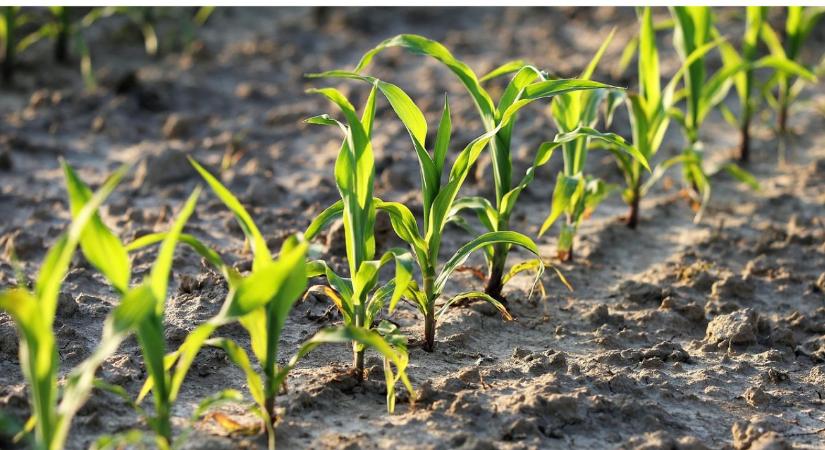 Észszerűbb trágyázás, nagyobb profit – így működik a szenzoralapú N-kezelés