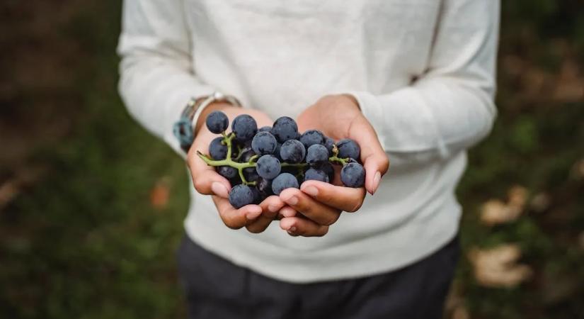 Nem is sejti, mit tesz a testével a szőlő – a dietetikusok is megdöbbentek!
