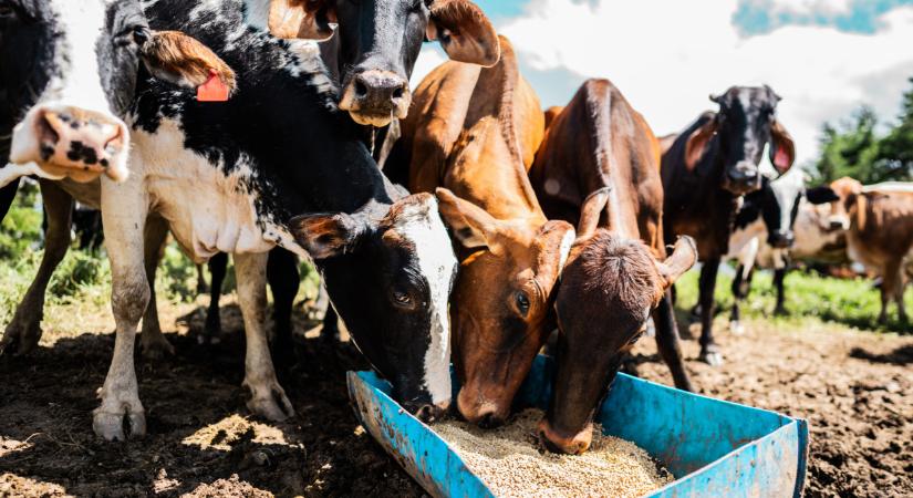 Forradalom a marhatenyésztésben: ez sok mindent megváltoztathat