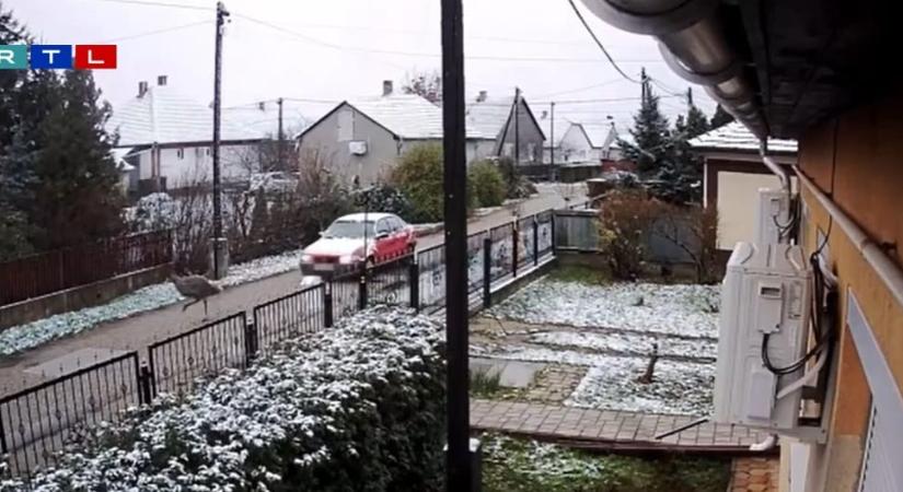 Elszabadult emuk futkároztak az utcán Hajdú-Bihar megyében