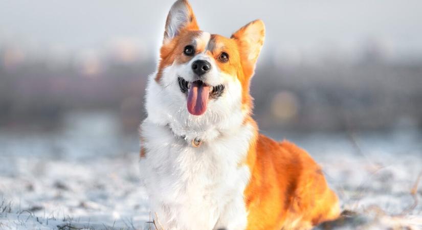 Állatorvos figyelmeztet – 7 súlyos tünetre kell figyelni a hidegben