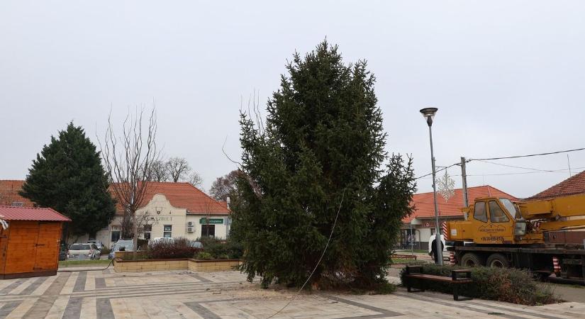 Így érkezett meg a város karácsonyfája a Fő térre – videóval